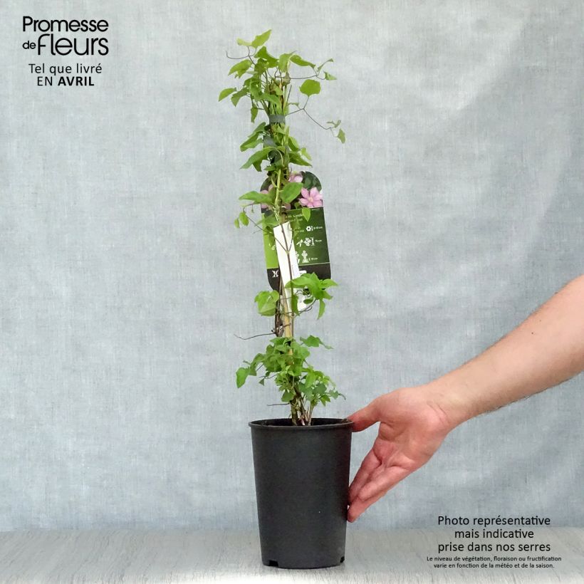 Exemplar von Waldrebe Caroline - Clematis Topf mit 2L/3L wie im Frühjahr geliefert