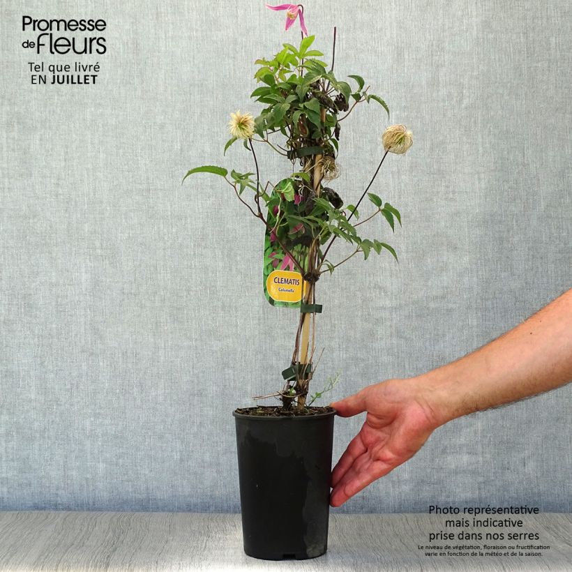 Exemplar von Waldrebe Columella - Clematis Topf mit 2L/3L wie im Sommer geliefert
