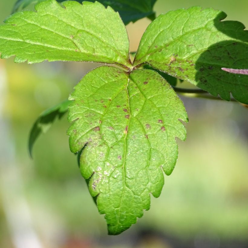 Waldrebe Columella - Clematis (Foliage)