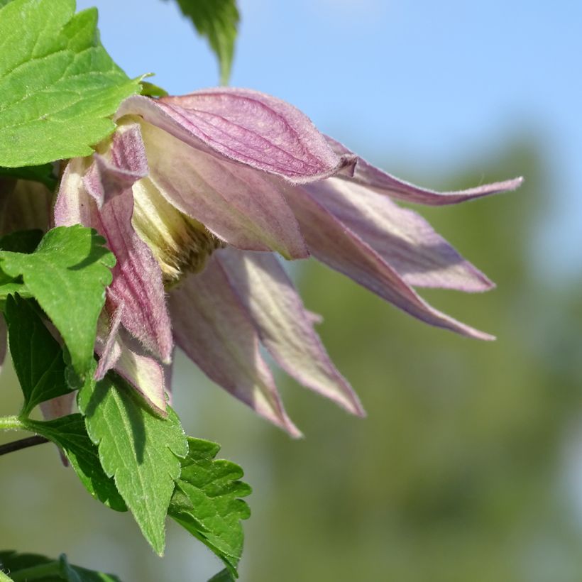 Waldrebe Columella - Clematis (Flowering)