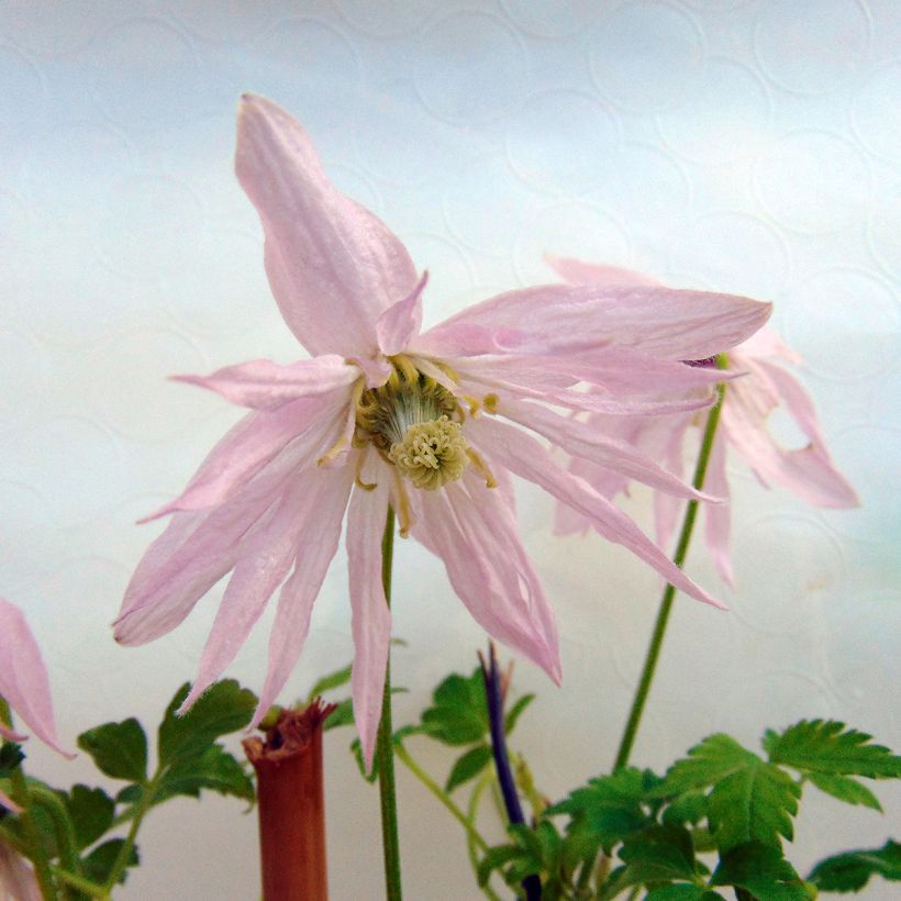 Waldrebe Country Rose - Clematis (Flowering)