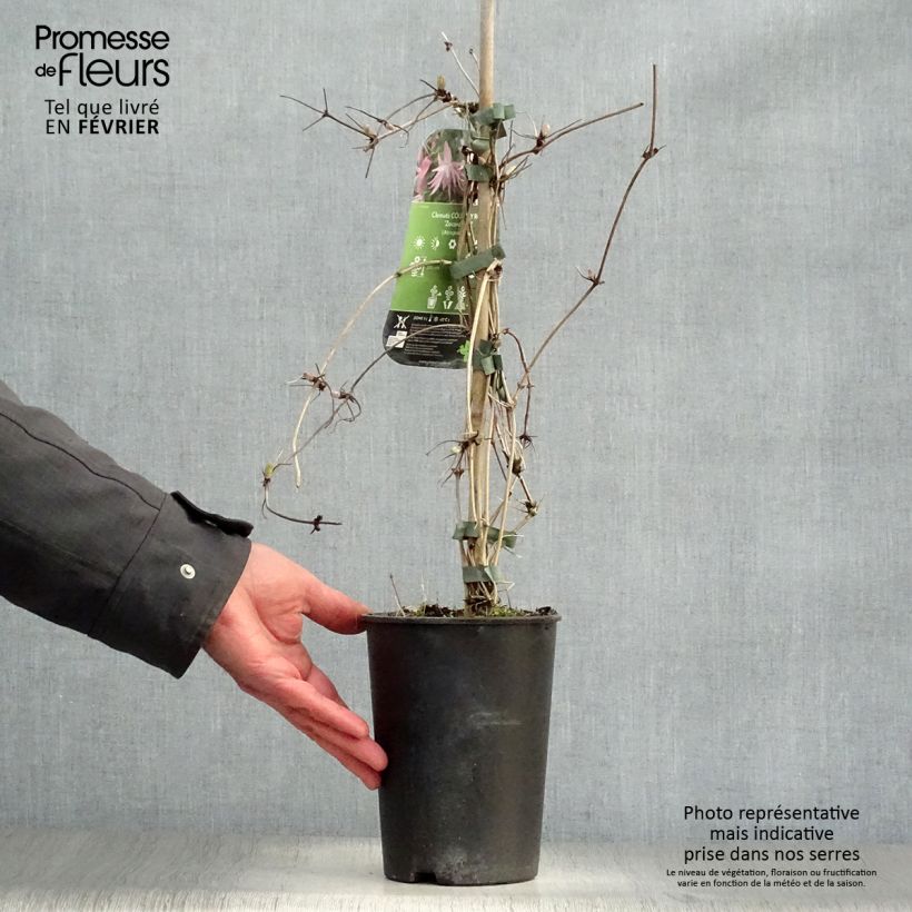 Exemplar von Waldrebe Country Rose - Clematis Topf mit 2L/3L wie im Winter geliefert