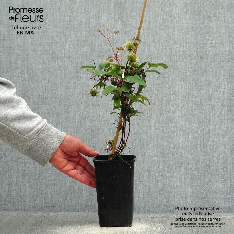 Exemplar von Waldrebe Couronne Royale - Clematis Topf mit 1,5L/2L wie im Frühjahr geliefert