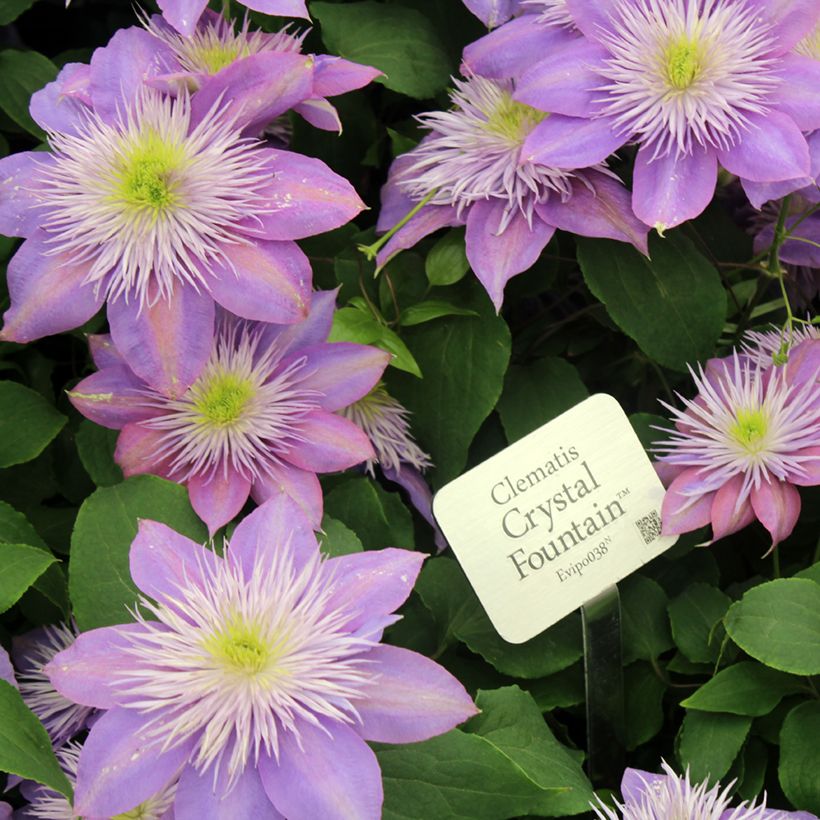 Waldrebe Crystal Fountain - Clematis (Flowering)