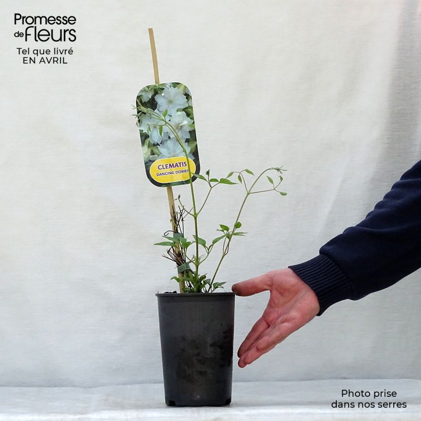 Exemplar von Waldrebe Dancing Dorien - Clematis Topf mit 2L/3L wie im Frühjahr geliefert