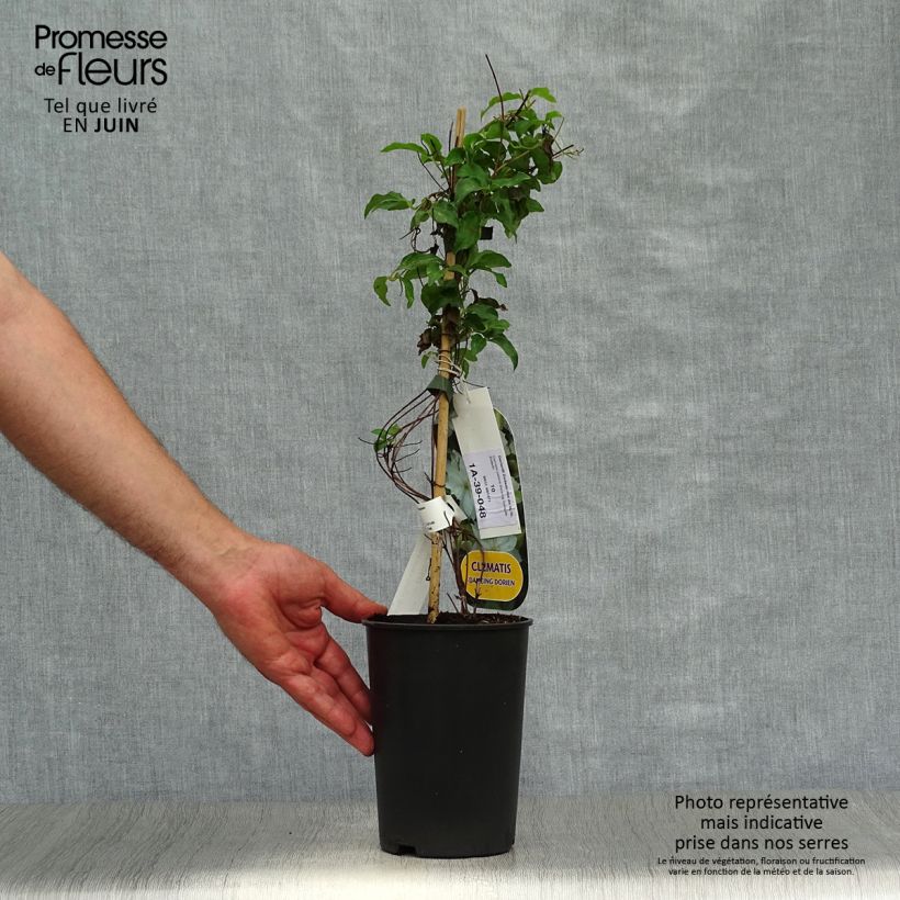 Exemplar von Waldrebe Dancing Dorien - Clematis Topf mit 2L/3L wie im Sommer geliefert