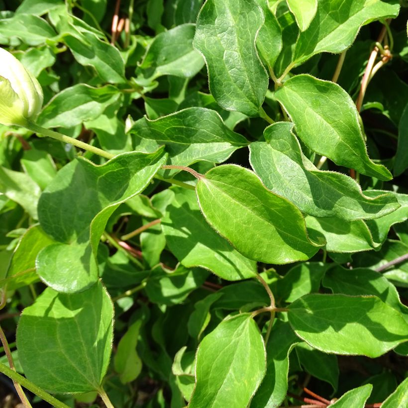 Waldrebe Dancing Dorien - Clematis (Foliage)