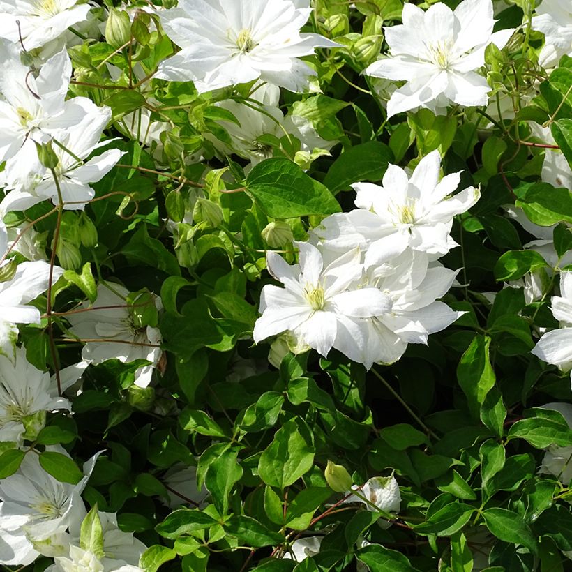 Waldrebe Dancing Dorien - Clematis (Flowering)