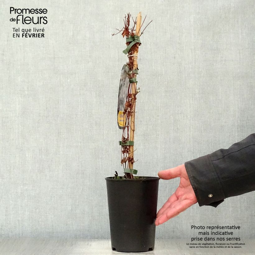 Exemplar von Waldrebe Dancing King - Clematis Topf mit 2L/3L wie im Winter geliefert