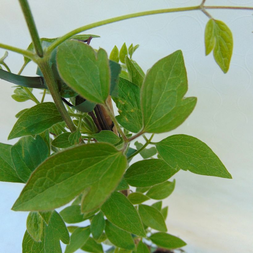 Waldrebe Dancing Queen - Clematis (Foliage)