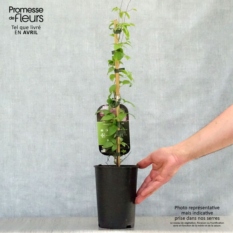 Exemplar von Waldrebe Dancing Smile - Clematis Topf mit 2L/3L wie im Frühjahr geliefert