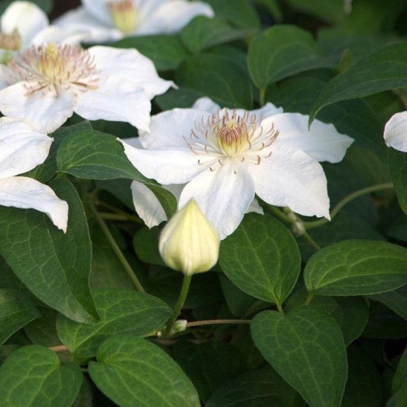 Waldrebe Destiny - Clematis (Foliage)