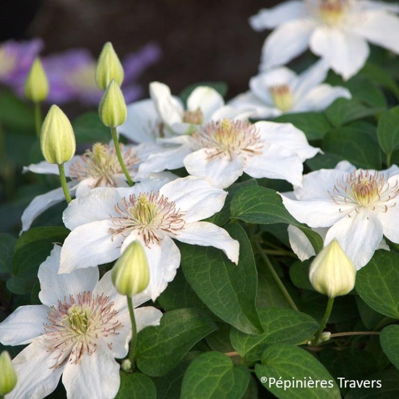 Waldrebe Destiny - Clematis (Flowering)