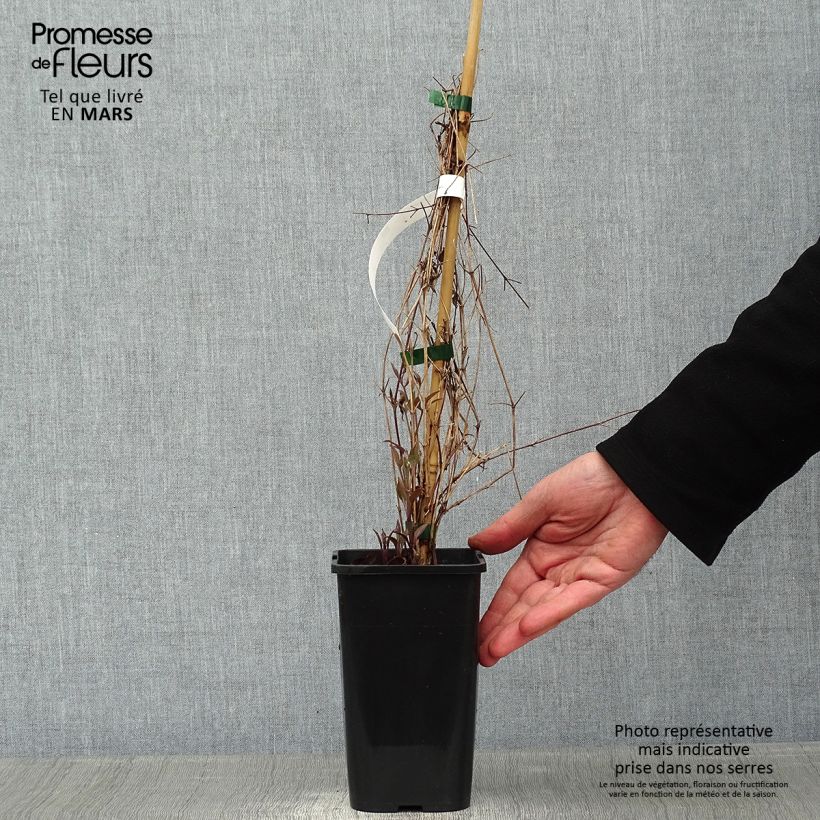 Exemplar von Waldrebe Destiny - Clematis Topf mit 1,5L/2L wie im Winter geliefert