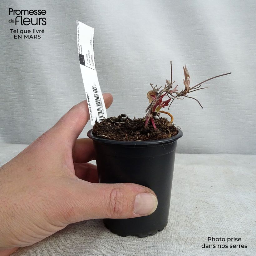 Exemplar von Waldrebe Docteur Ruppel - Clematis Kleine Töpfe von 8/9 cm wie im Winter geliefert