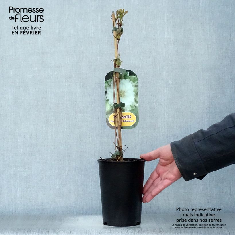 Exemplar von Waldrebe Duchess of Edinburgh - Clematis Topf mit 2L/3L wie im Winter geliefert