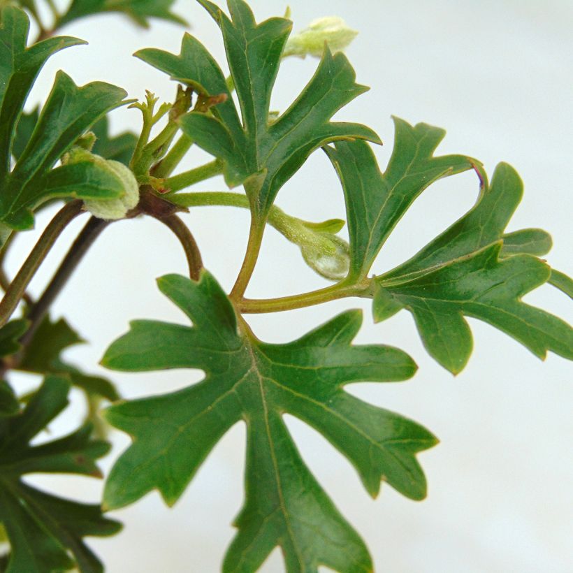 Waldrebe Early Sensation - Clematis (Foliage)