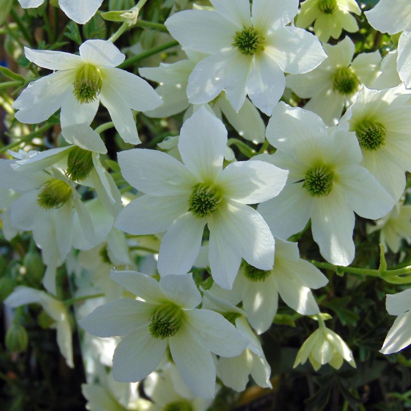 Waldrebe Early Sensation - Clematis (Flowering)
