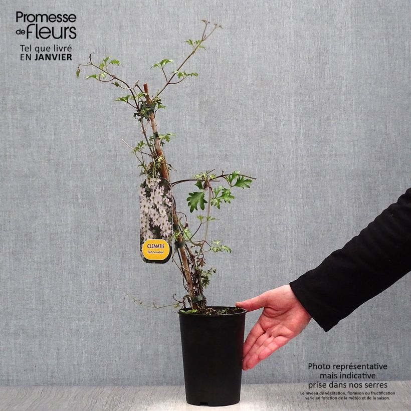 Exemplar von Waldrebe Early Sensation - Clematis Topf mit 2L/3L wie im Winter geliefert