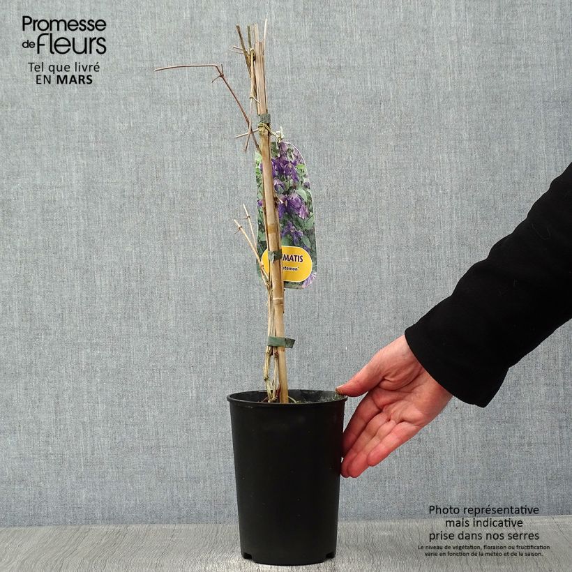 Exemplar von Waldrebe Eriostemon - Clematis Topf mit 2L/3L wie im Winter geliefert