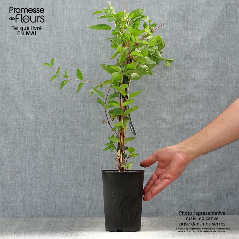 Exemplar von Waldrebe Eriostemon - Clematis Topf mit 2L/3L wie im Frühjahr geliefert