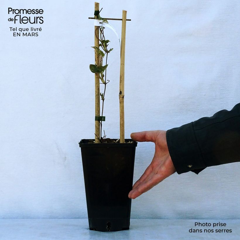 Exemplar von Waldrebe Etoile Nacrée - Clematis Topf mit 2L/3L wie im Frühjahr geliefert