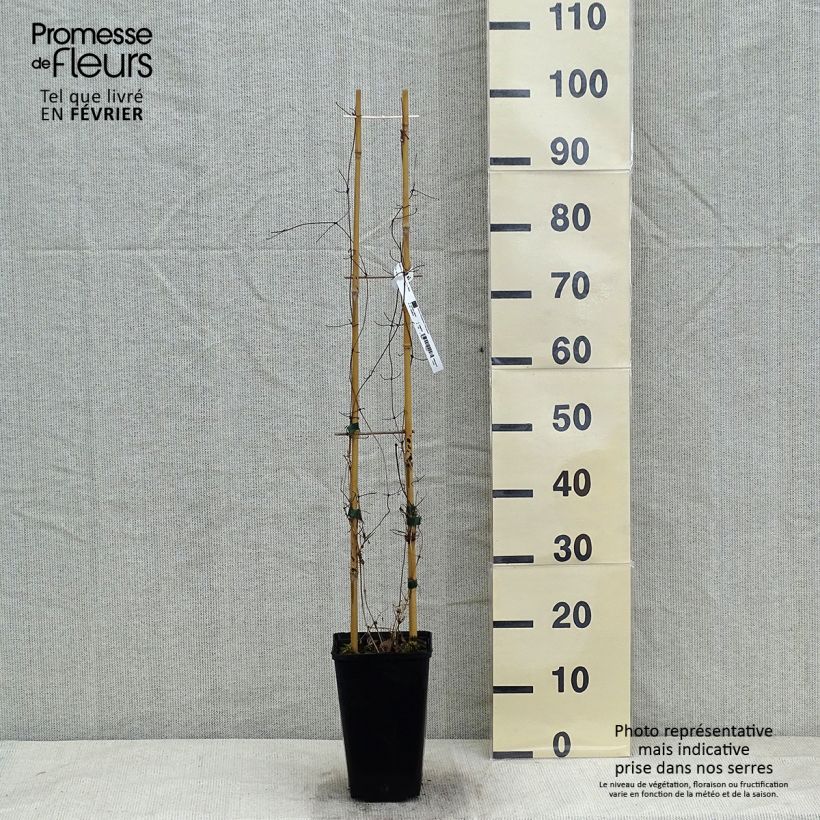 Exemplar von Waldrebe Etoile Nacrée - Clematis Topf mit 2L/3L wie im Winter geliefert