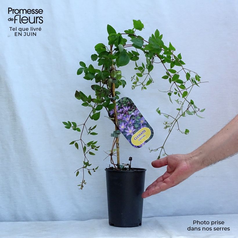 Exemplar von Waldrebe Exciting - Clematis Topf mit 2L/3L wie im Sommer geliefert