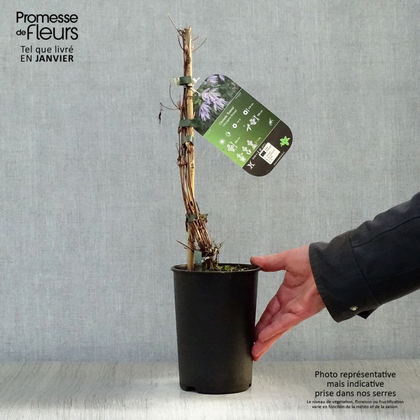 Exemplar von Waldrebe Eximia - Clematis Topf mit 2L/3L wie im Winter geliefert