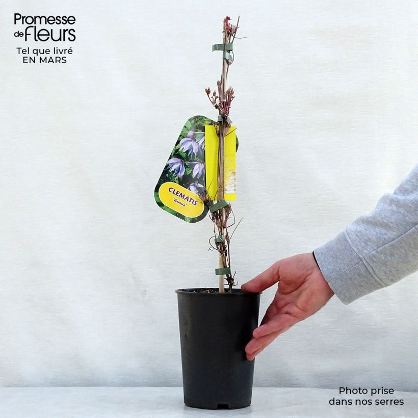 Exemplar von Waldrebe Eximia - Clematis Topf mit 2L/3L wie im Frühjahr geliefert