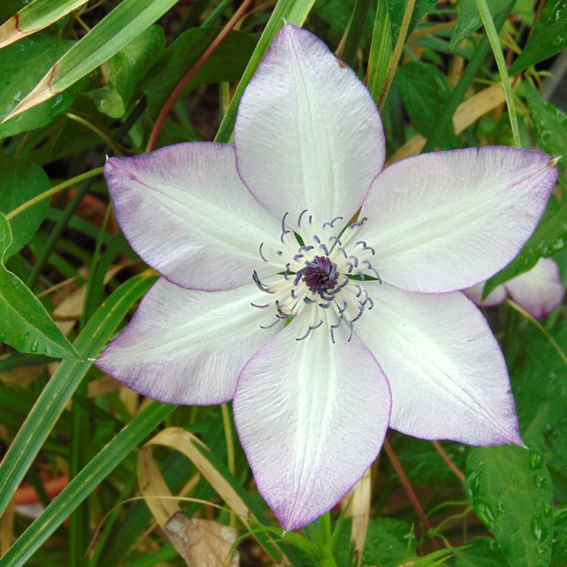 Clematis florida Fond Memories - Waldrebe (Flowering)