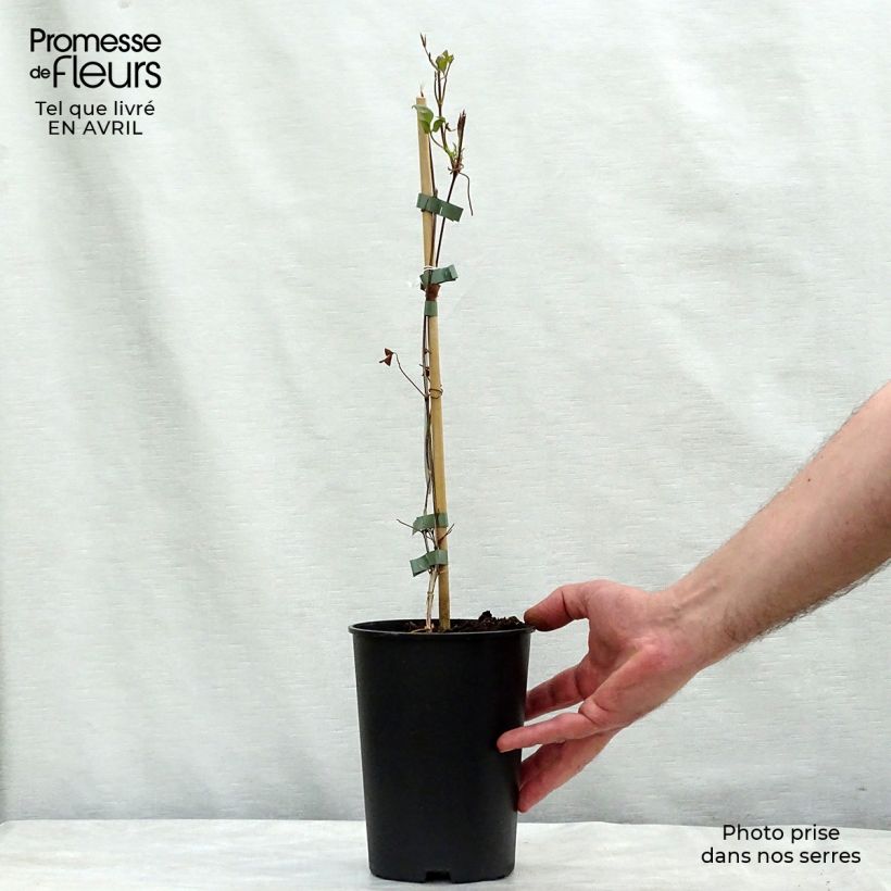 Exemplar von Clematis florida Fond Memories - Waldrebe Topf mit 2L/3L wie im Frühjahr geliefert