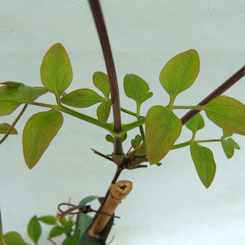 Clematis jackmanii Forever Friends - Waldrebe (Foliage)
