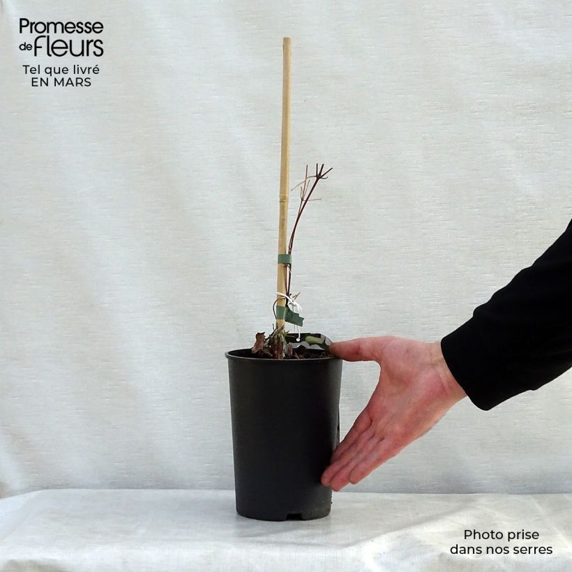 Exemplar von Clematis jackmanii Forever Friends - Waldrebe Topf mit 2L/3L wie im Frühjahr geliefert