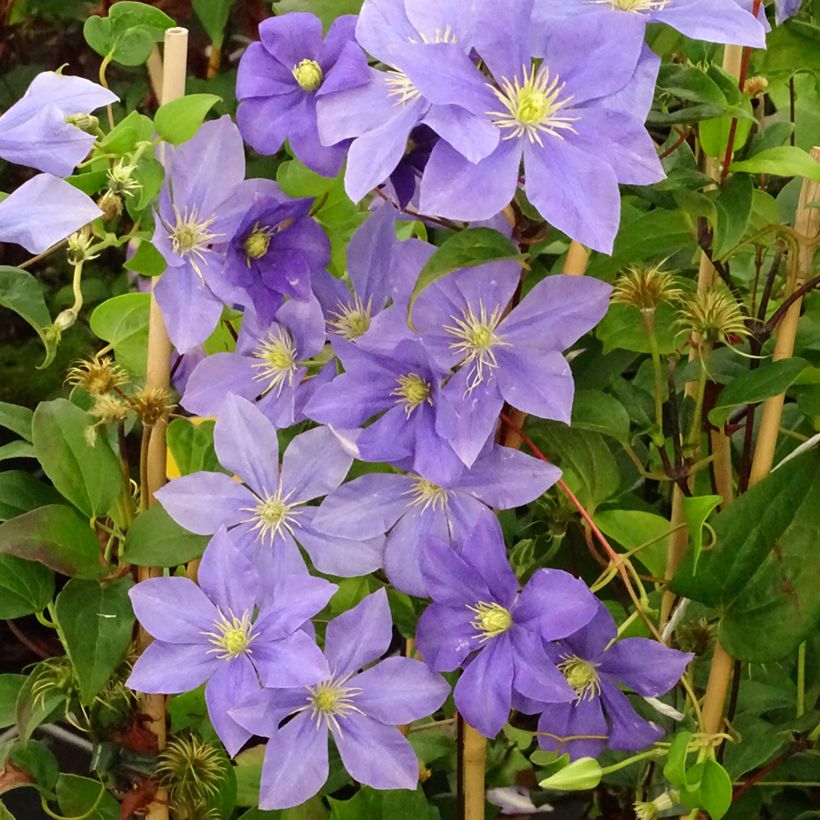 Waldrebe Fuji Musume - Clematis (Plant habit)