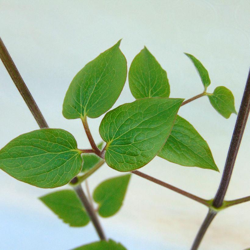 Waldrebe Général Sikorski - Clematis (Foliage)