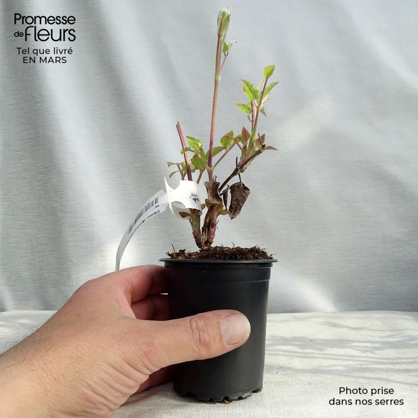 Exemplar von Waldrebe Général Sikorski - Clematis Kleine Töpfe von 8/9 cm wie im Frühjahr geliefert