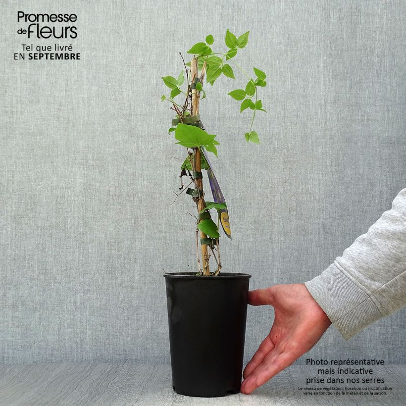 Example of Waldrebe Général Sikorski - Clematis Topf mit 2L/3L as you get in automne