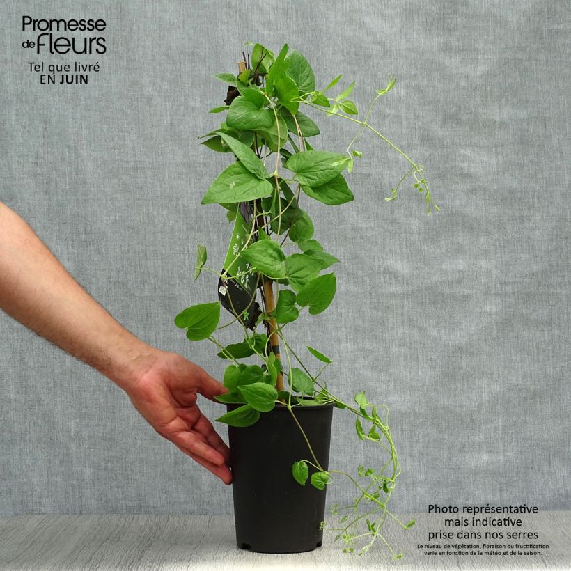 Exemplar von Waldrebe Général Sikorski - Clematis Topf mit 2L/3L wie im Sommer geliefert