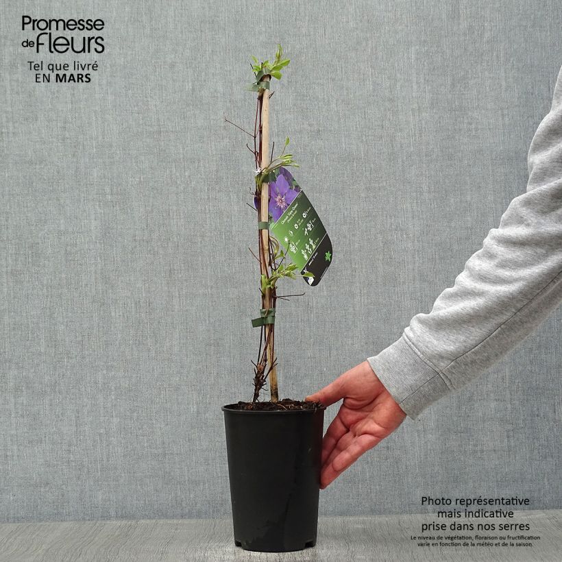 Exemplar von Waldrebe Gipsy Queen - Clematis Topf mit 2L/3L wie im Winter geliefert