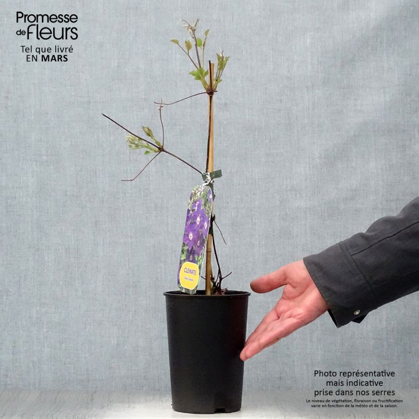 Exemplar von Waldrebe Gipsy Queen - Clematis Topf mit 2L/3L wie im Frühjahr geliefert