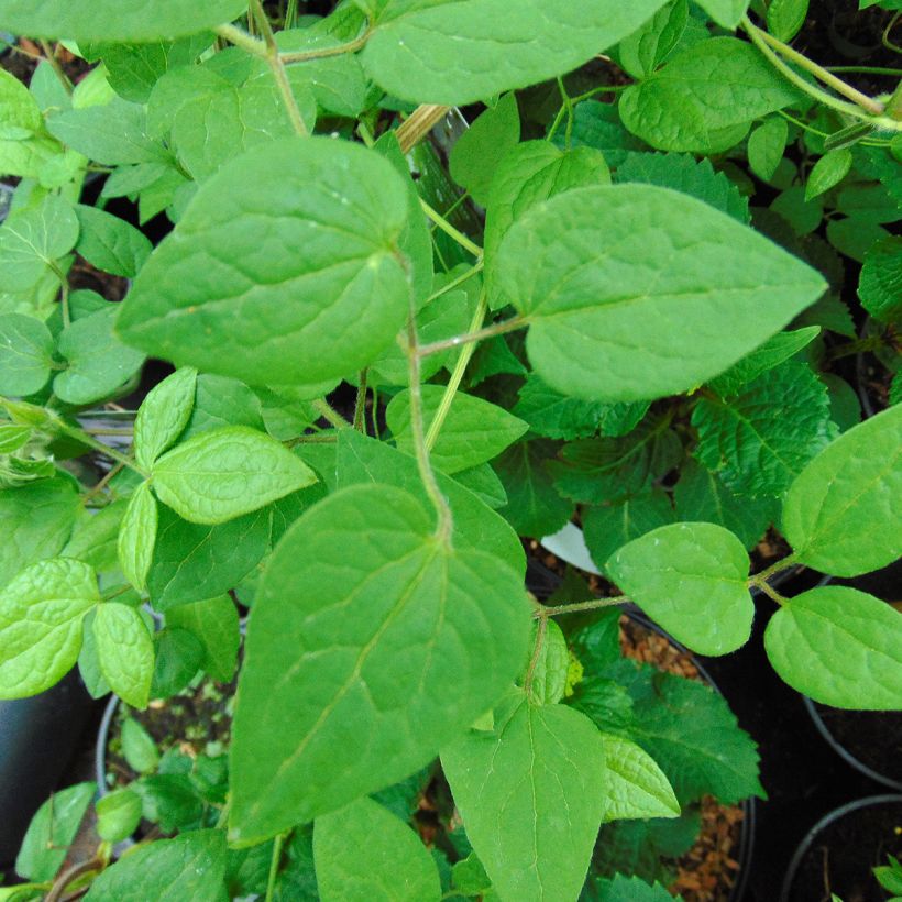 Waldrebe Guernsey Cream - Clematis (Foliage)