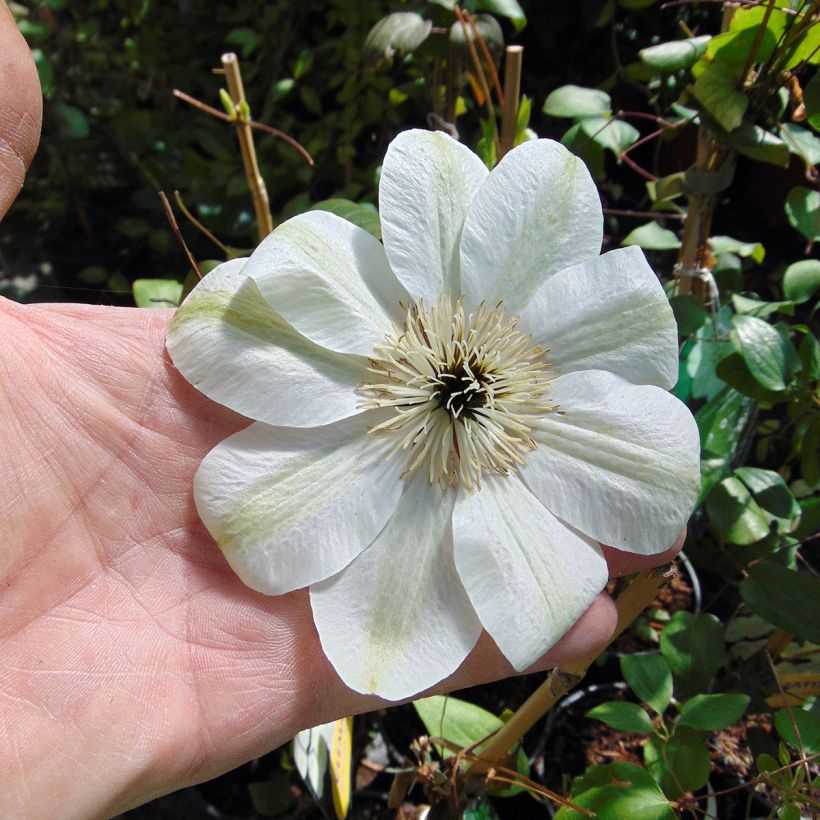 Waldrebe Guernsey Cream - Clematis (Flowering)