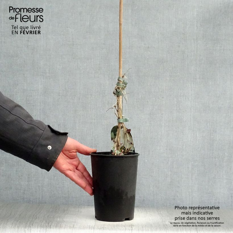 Exemplar von Waldrebe Guernsey Cream - Clematis Topf mit 2L/3L wie im Winter geliefert