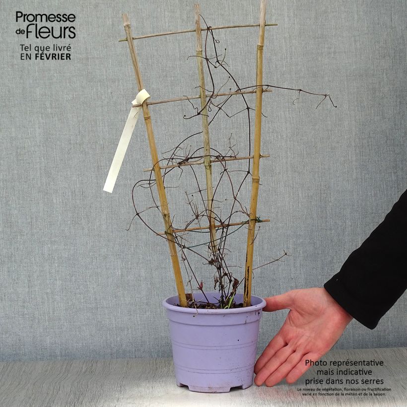 Exemplar von Waldrebe Guiding Promise - Clematis Topf mit 2L/3L wie im Winter geliefert
