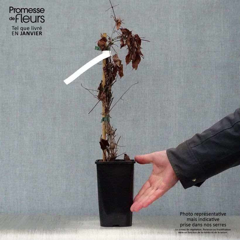 Exemplar von Waldrebe H. F. Young - Clematis Topf mit 1,5L/2L wie im Winter geliefert