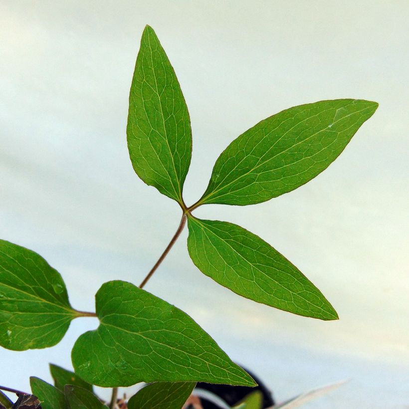 Waldrebe Hagley hybride - Clematis (Foliage)