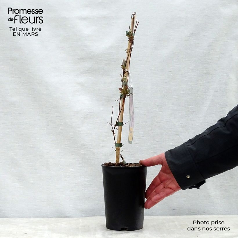 Exemplar von Waldrebe Hagley hybride - Clematis Topf mit 2L/3L wie im Frühjahr geliefert