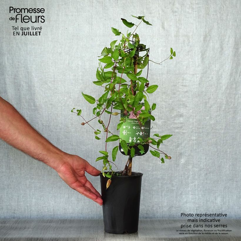 Exemplar von Waldrebe Hagley hybride - Clematis Topf mit 2L/3L wie im Sommer geliefert
