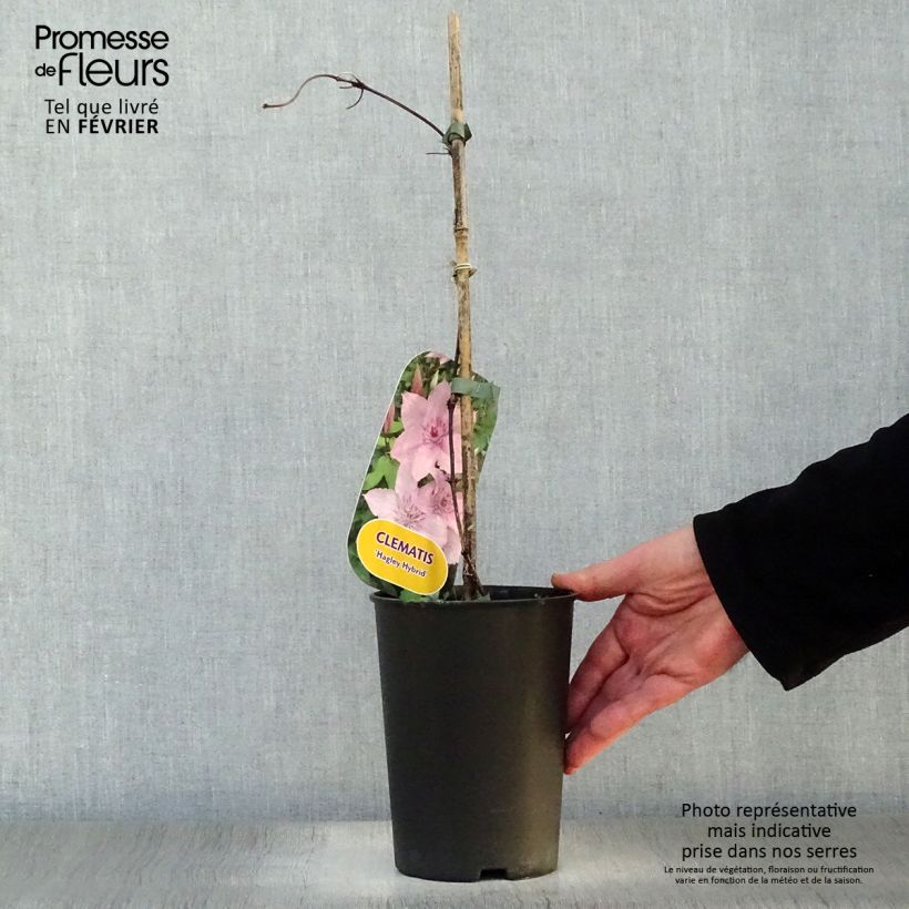 Exemplar von Waldrebe Hagley hybride - Clematis Topf mit 2L/3L wie im Winter geliefert